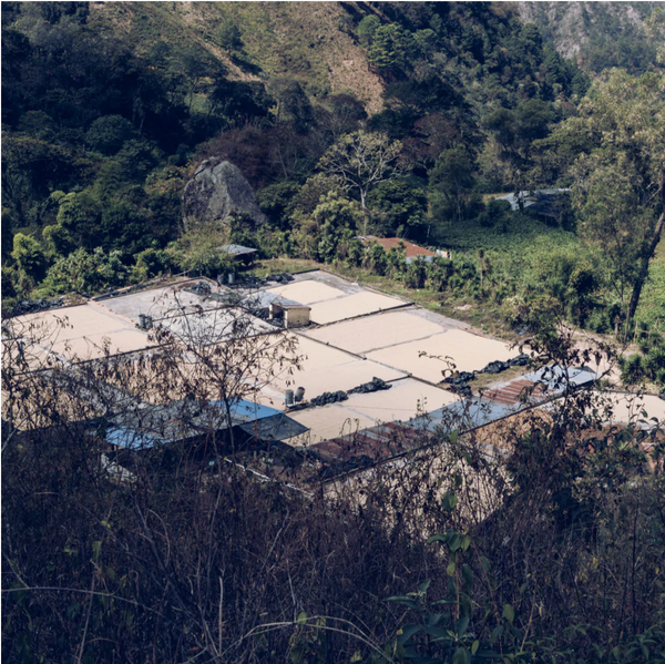 Guatemala Palencia Finca La Pia La Aurora Washed