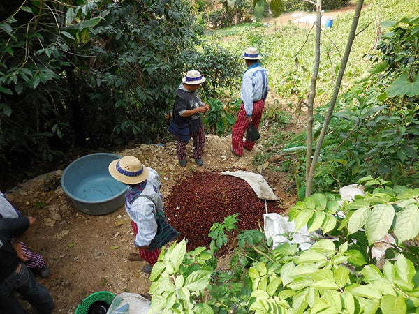 Guatemala Huehuetenango Cooperative Asodiett Txol Xaq Washed