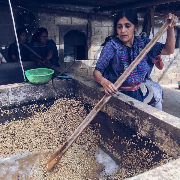 Guatemala Huehuetenango Cooperative Asodiett Txol Xaq Washed