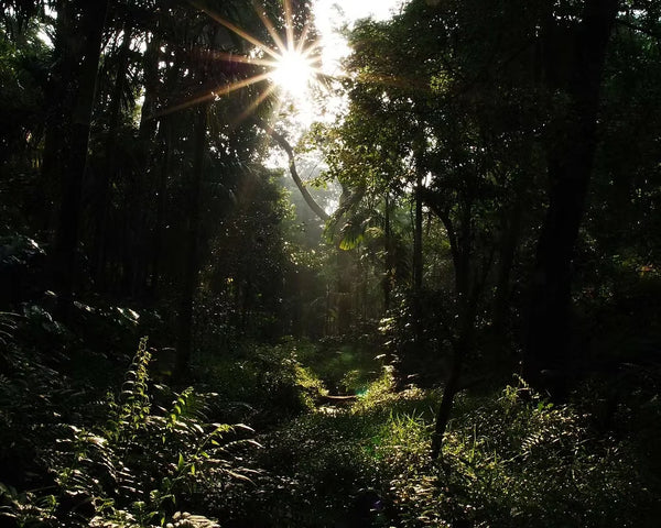 Kerehaklu S6 Blossom Cultured Washed