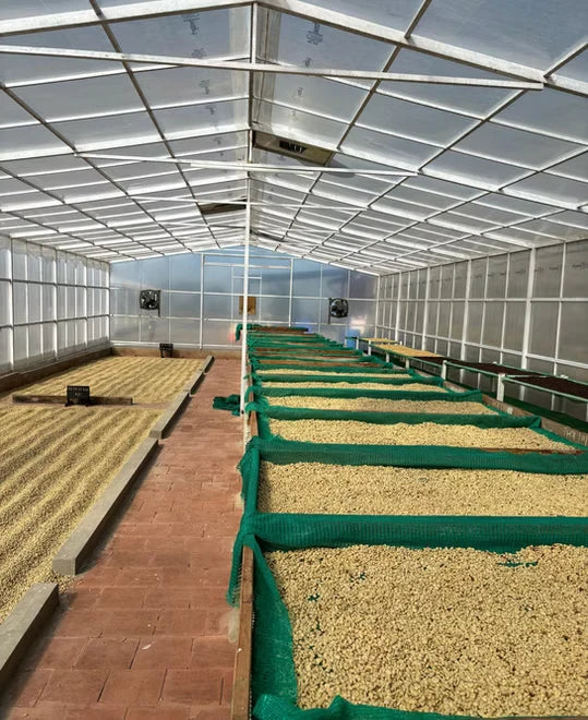 Kerehaklu S6 Blossom Cultured Washed