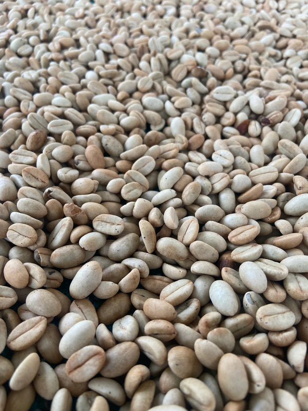 Kerehaklu S6 Blossom Cultured Washed