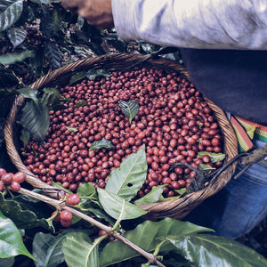 El Salvador Finca Colomba Pacamara Natural