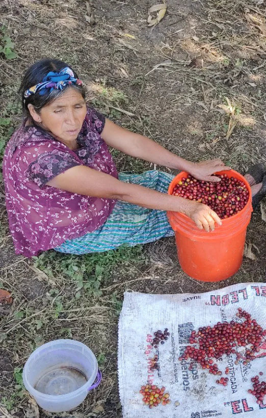Guatemala Huehuetenango HER Coffee