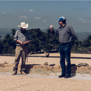 Guatemala Palencia Finca La Pia La Aurora Washed