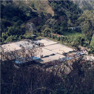 Guatemala Palencia Finca La Pia La Aurora Washed